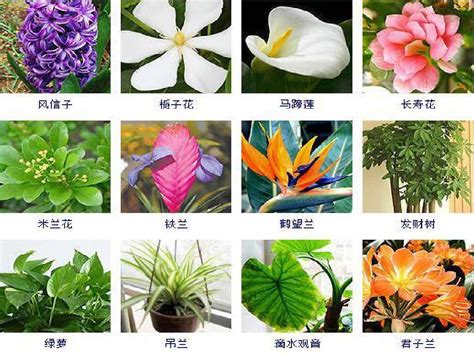 室内植物名称|50种家庭室内植物,这么养再也不会死